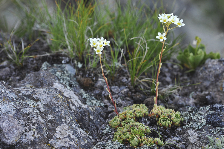 piante_succulente_102.jpg