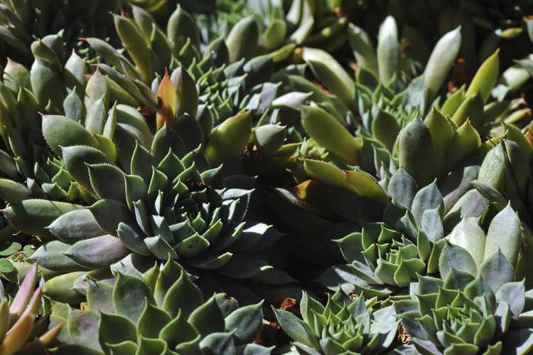 piante_succulente_104.jpg