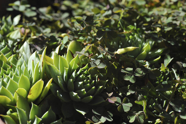 piante_succulente_105.jpg