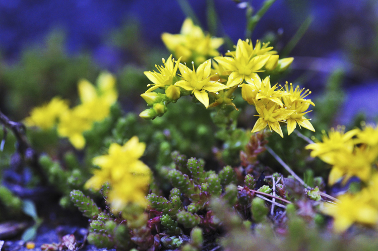piante_succulente_106.jpg