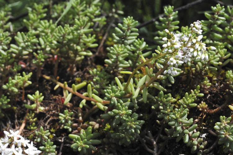 piante_succulente_107.jpg