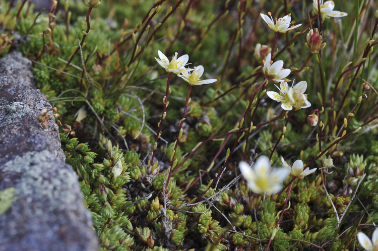 piante_succulente_108.jpg