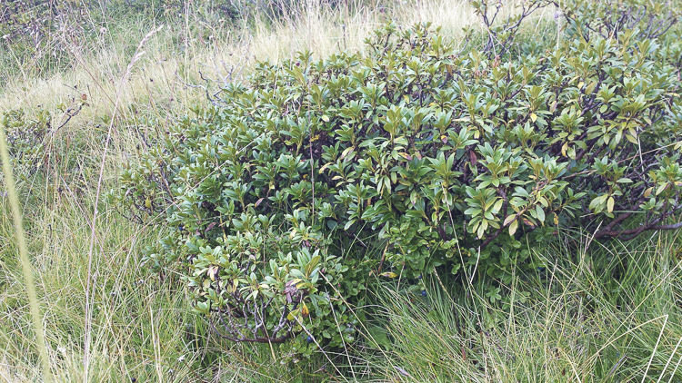 piante_126.jpg