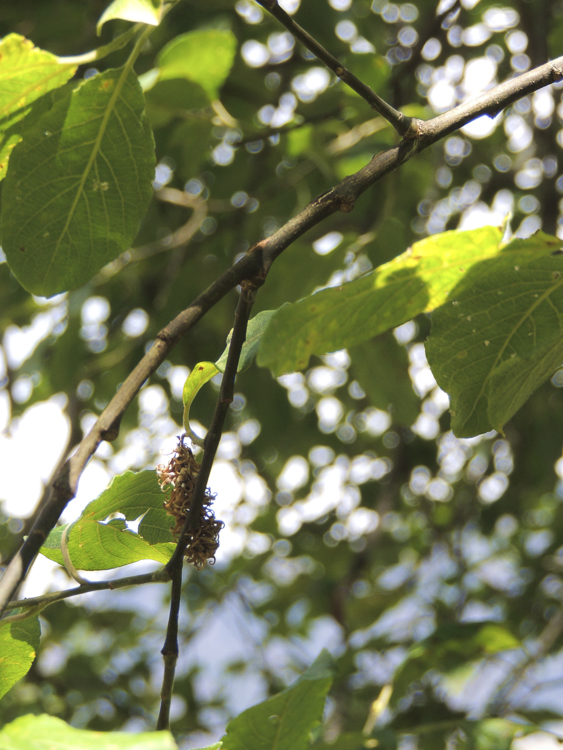 piante_083.jpg