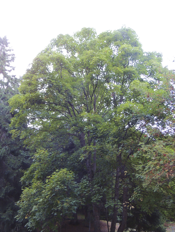 piante_085.jpg