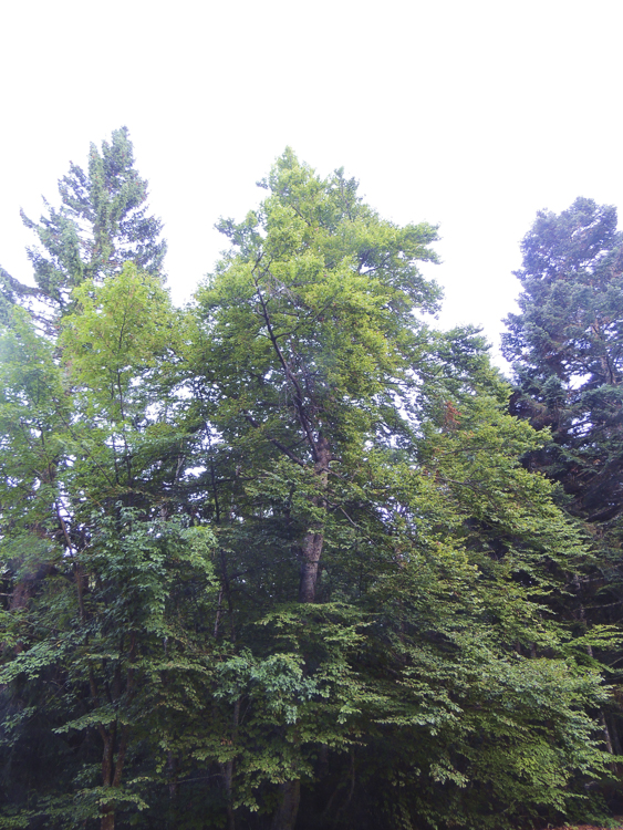 piante_088.jpg