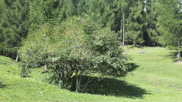 piante_094.jpg