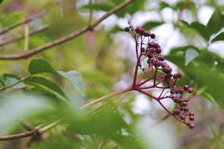 piante_096.jpg