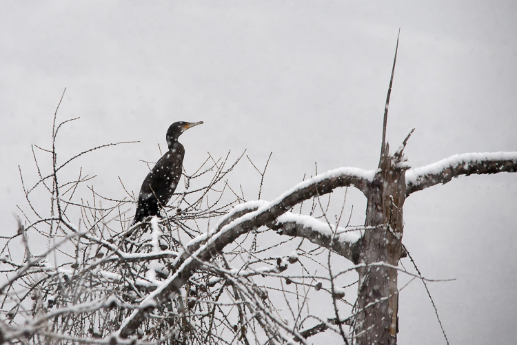 cormorano_001_02.jpg