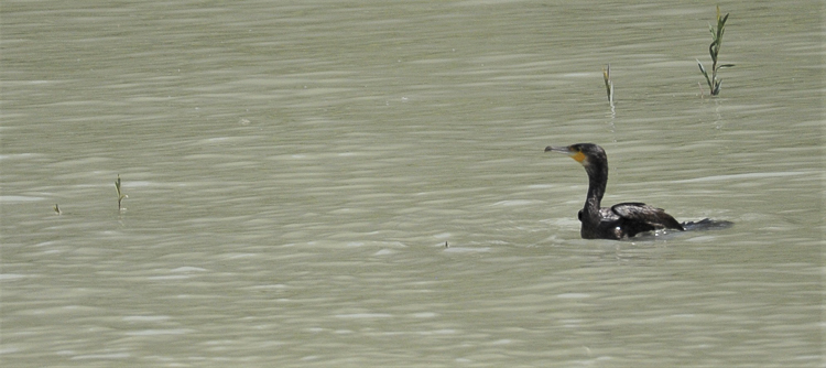 cormorano_002.jpg