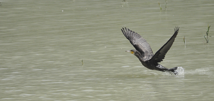 cormorano_003.jpg