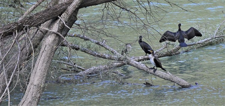 cormorano_004.jpg
