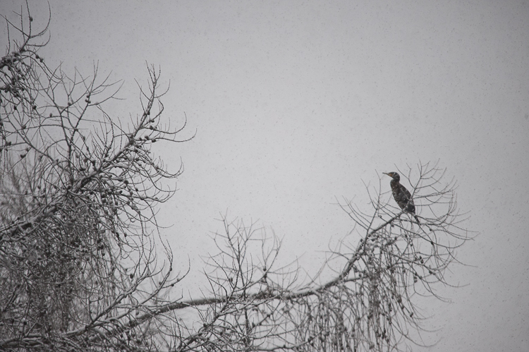 cormorano_100.jpg
