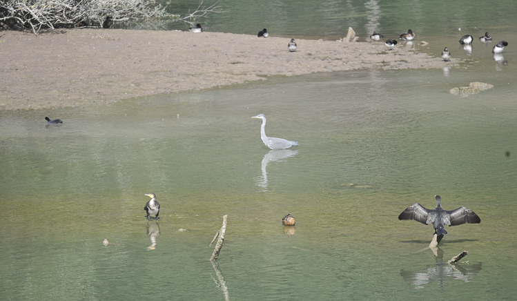 cormorano_102.jpg