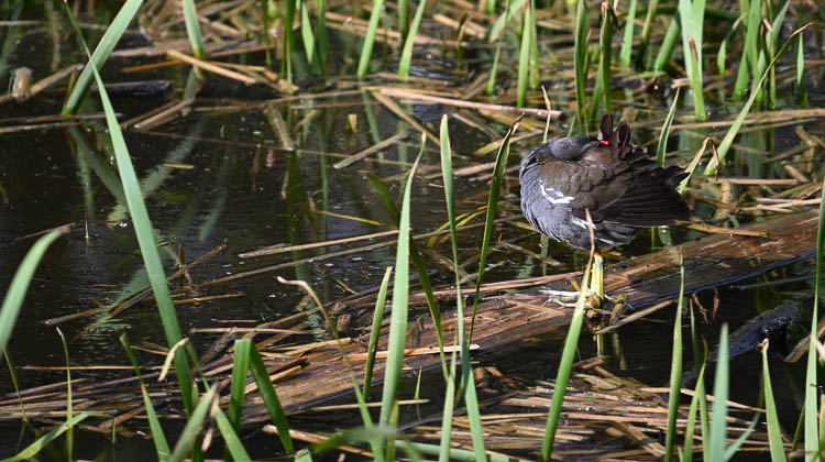 gallinella_d_acqua_081.jpg