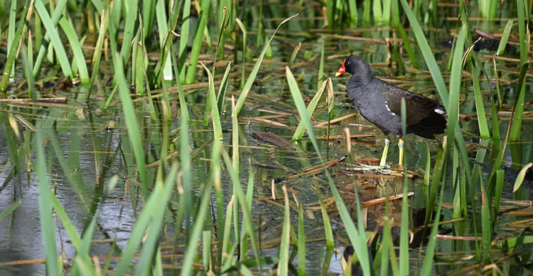 gallinella_d_acqua_081b.jpg