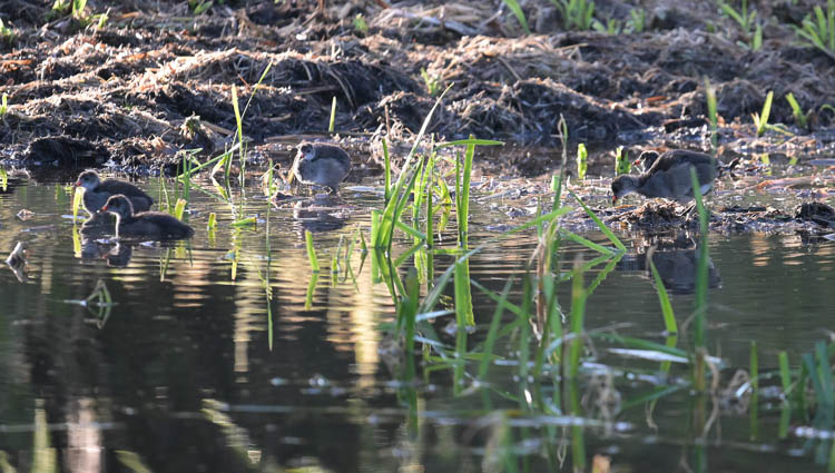 gallinella_d_acqua_081c.jpg