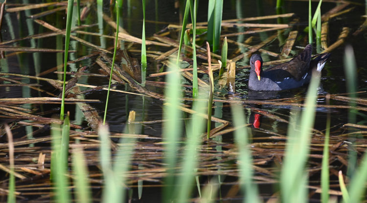 gallinella_d_acqua_082.jpg