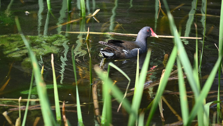 gallinella_d_acqua_083.jpg