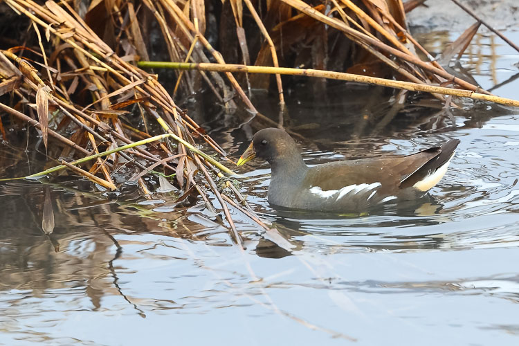 gallinella_d_acqua_099.jpg