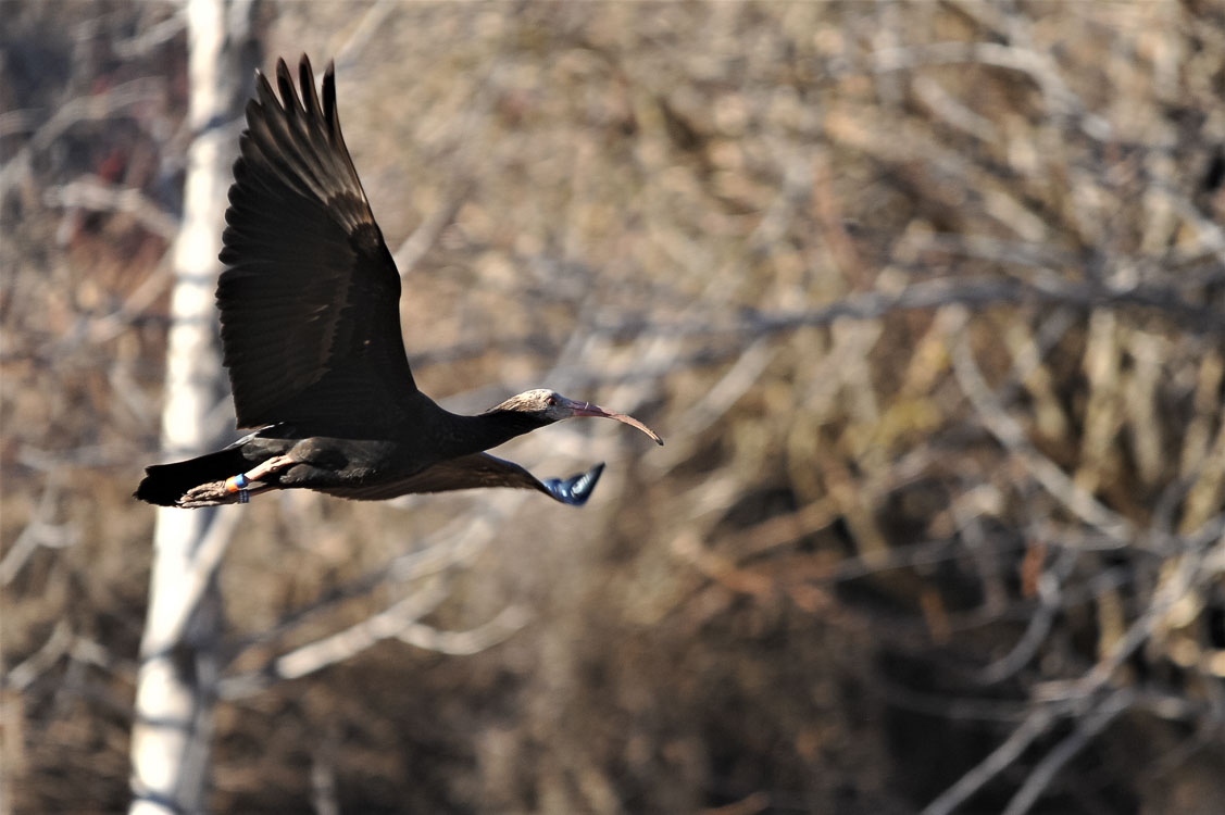 ibis_eremita_010.jpg