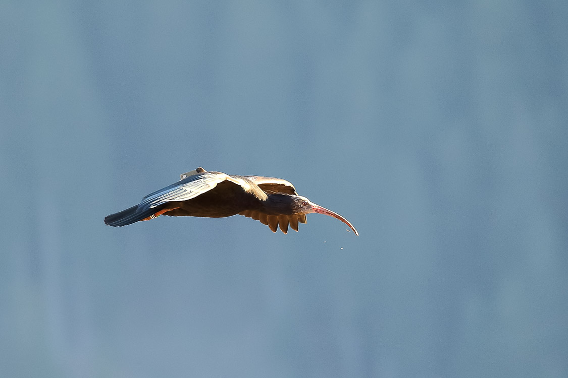 ibis_eremita_085.jpg