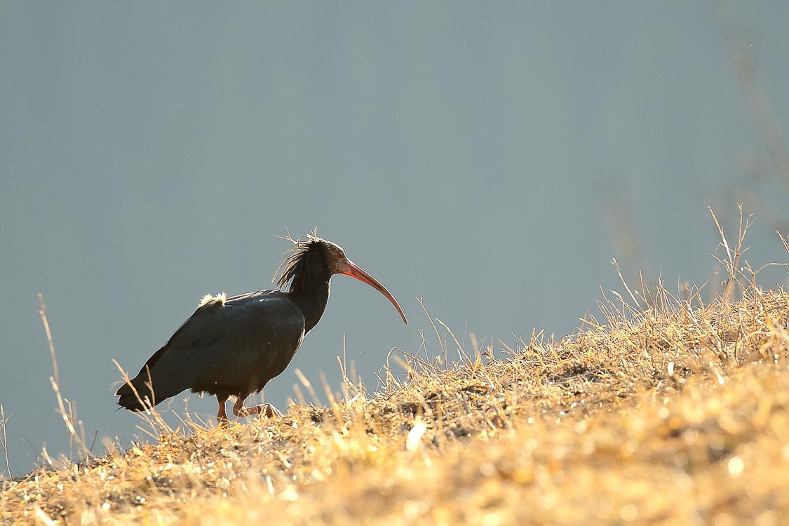 ibis_eremita_087.jpg