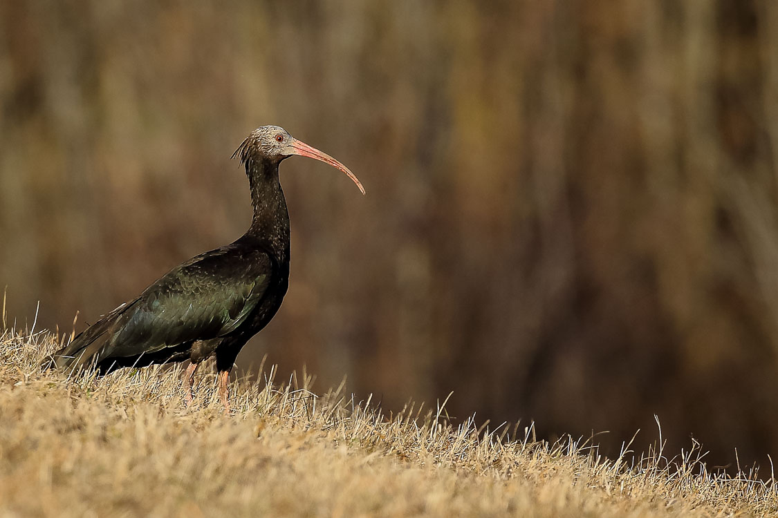 ibis_eremita_088.jpg