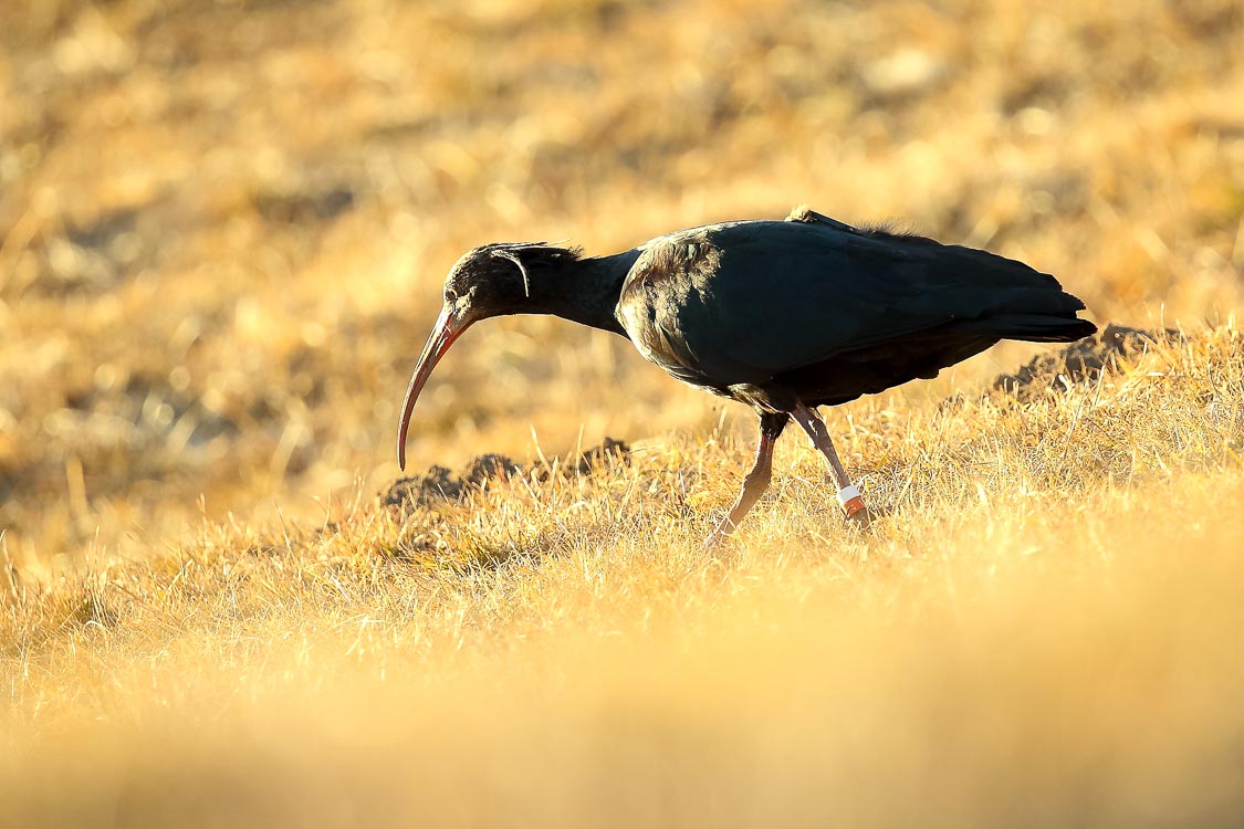 ibis_eremita_089.jpg