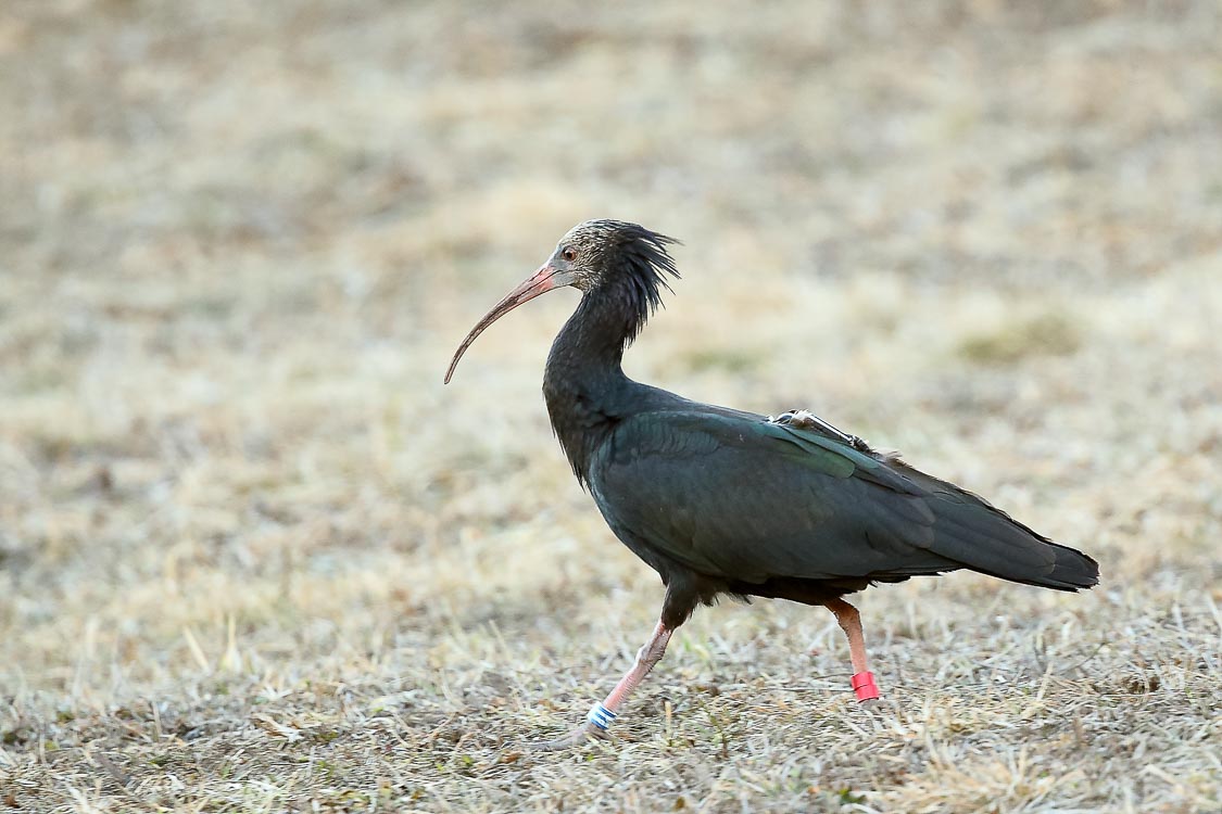 ibis_eremita_090.jpg