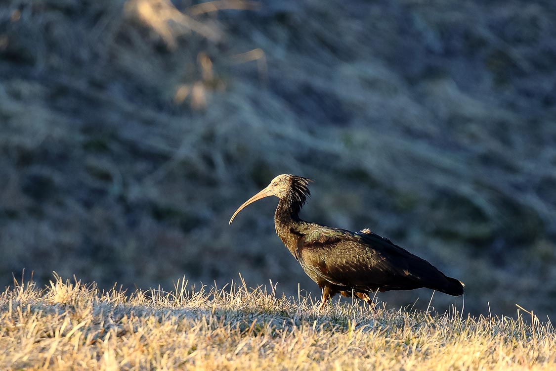 ibis_eremita_091.jpg