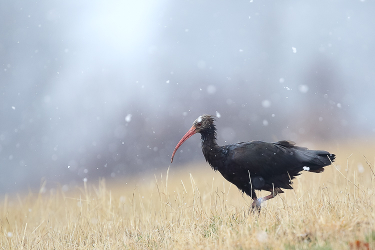 ibis_eremita_092.jpg