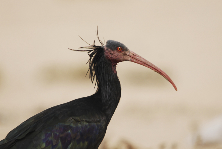 ibis_eremita_099.jpg