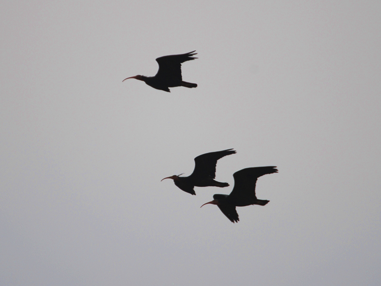 ibis_eremita_100.jpg
