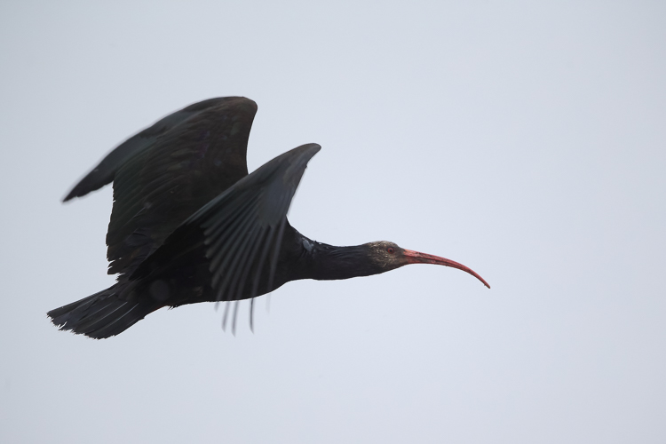 ibis_eremita_102.jpg