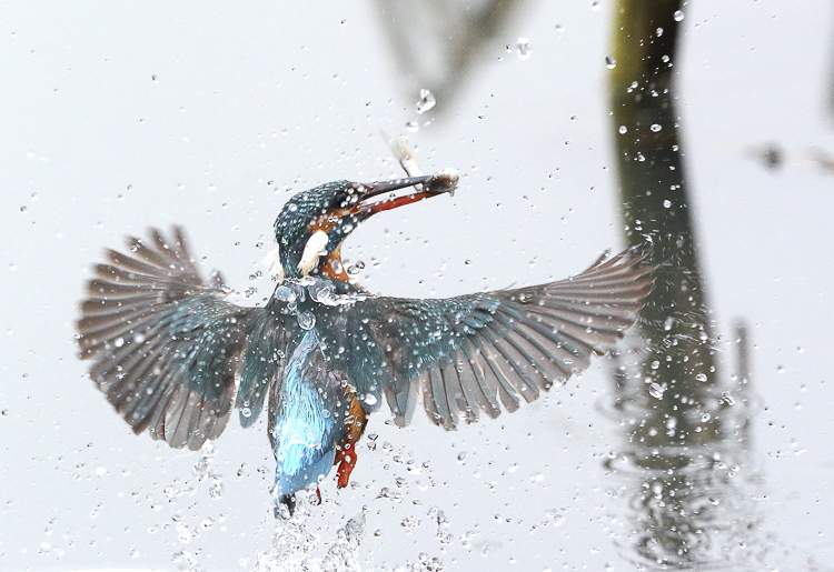 martin_pescatore_081.jpg