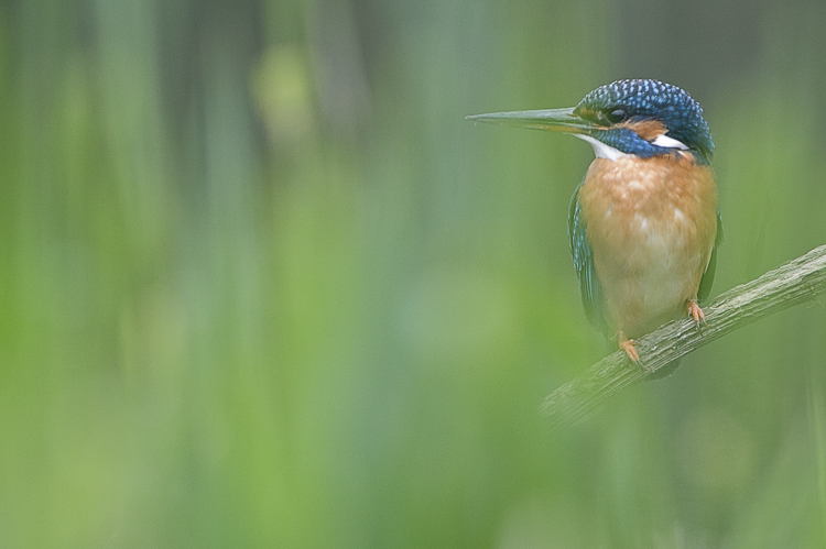 martin_pescatore_082.jpg