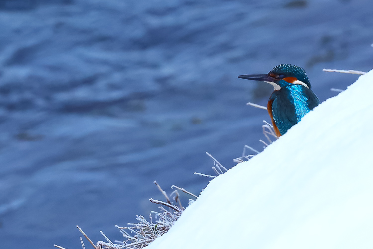 martin_pescatore_086c.jpg