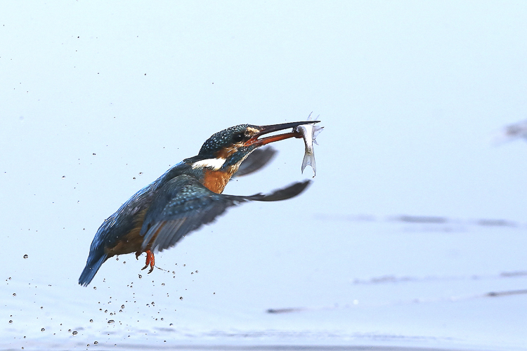 martin_pescatore_087.jpg
