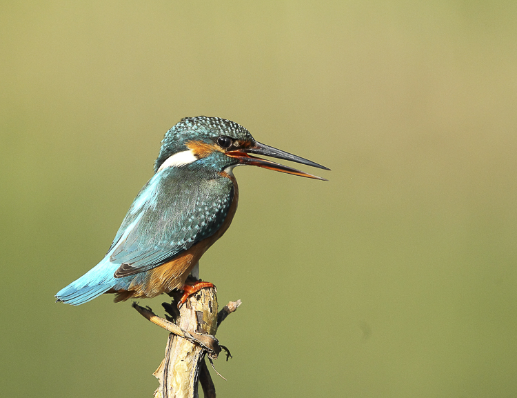 martin_pescatore_097.jpg