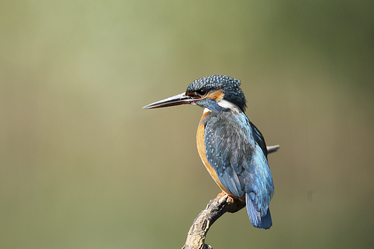martin_pescatore_103.jpg