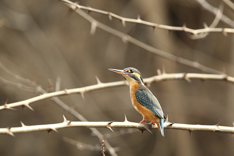 martin_pescatore_105.jpg