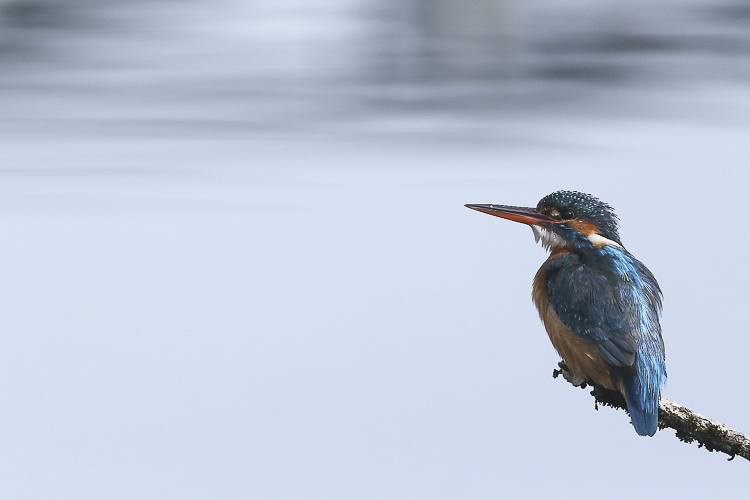 martin_pescatore_108.jpg