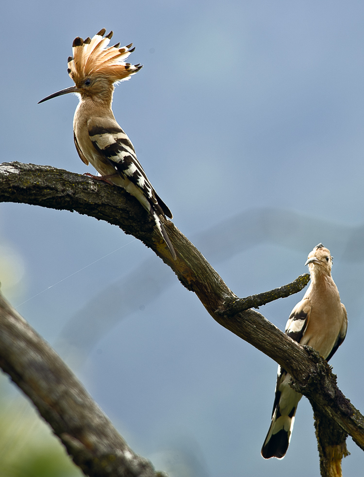 upupa_102.jpg