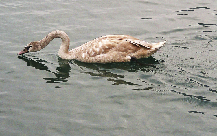 cigno_reale_088.jpg