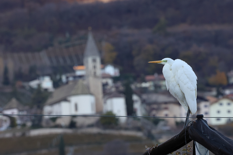 airone_bianco_maggiore_082b2.jpg
