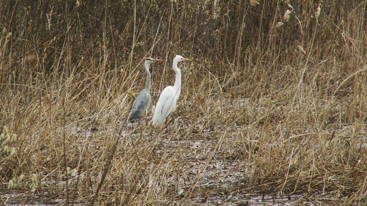 airone_bianco_maggiore_092.jpg