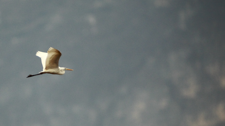 airone_bianco_maggiore_094.jpg