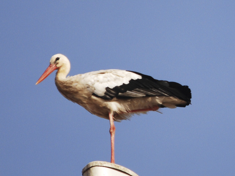 cicogna_101.jpg