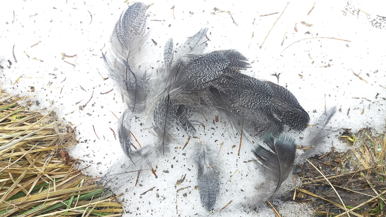 comportamento_gallo_cedrone_106.jpg